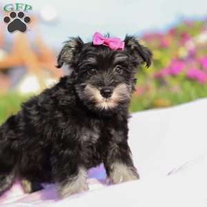 Lila, Miniature Schnauzer Puppy